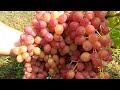 Сортоформы винограда с осенним урожаем.
