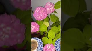 Hoş Bir Bakıştı Bizimkisi 🤗💐☕ Resimi