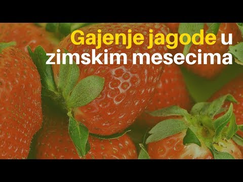 Video: Bolest bugarske paprike rezultat je nepravilne njege