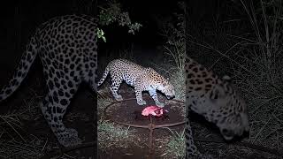 Unexpected Wild Capture: Trapper's Tense Moment as a Wild Animal Falls into the Trap