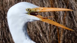 Great egret call sound, flying, eating fish | Bird