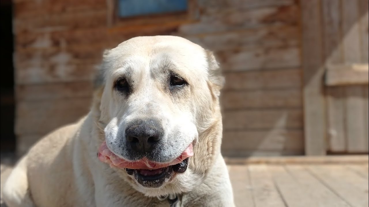 Алабаевка. Купание коней. Рыбалка в дровах. - YouTube