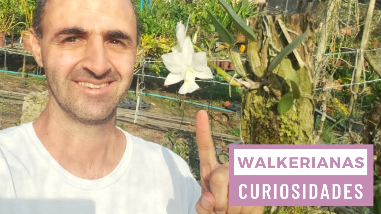 Curiosidades sobre orquídeas Walkerianas!