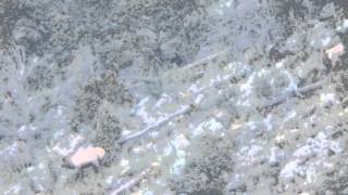 G3 Outfitters Giant Nm Bull Filmed By Taylor Haught