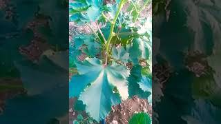 Bahçedeki bitkiler: Sebzeler, meyveler ve çiçekler