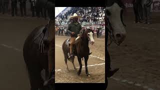 La Rienda Charra - Hermosos Caballo - Rancho San Isidro - Cala de Caballo #shorts