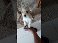 #food cachorro 🐕 lindo