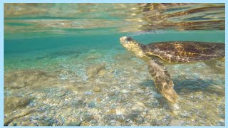 Release Day of Arthur & Groot!! by ARCHELON Τhe Sea Turtle Protection Society 296 views 1 year ago 2 minutes, 52 seconds