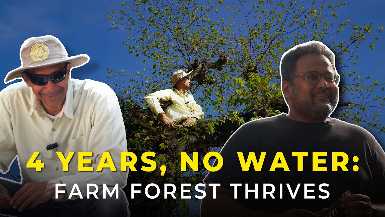 How to build a forest WITHOUT water - Urban Permaculture 101