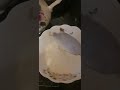 Это вам не молоко из магазина! Это из Вязовки козье молоко!16.01.2024 г.