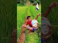 Serasa ada yg aneh saat di sawah,,iiyy atuut #comedy #shorts