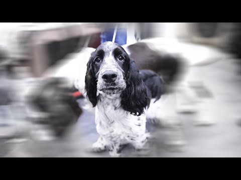 Английский спрингер-спаниель - идеальный друг и рабочая собака