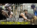 4 HEKTAR TERSELUBUNG! KOLEKSI HEWAN EKSOTIK TERLENGKAP DI SULAWESI !!! ADA ORANG UTAN