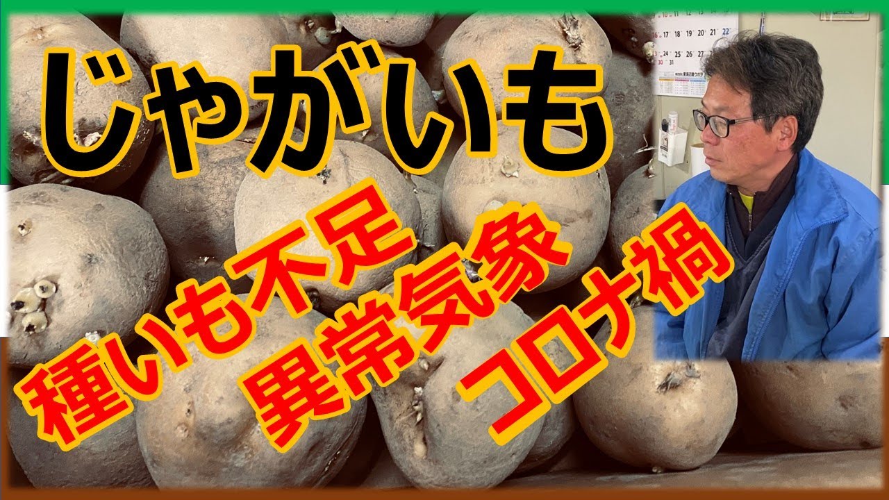 Potato price hike] Potato harvest failure, seed potato shortage