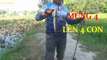 CÂU CÁ LÓC, CÁCH MÓC NHÁI DÀNH CHO NGƯỜI MỚI TẬP CÂU - POU PHUNG FISHING