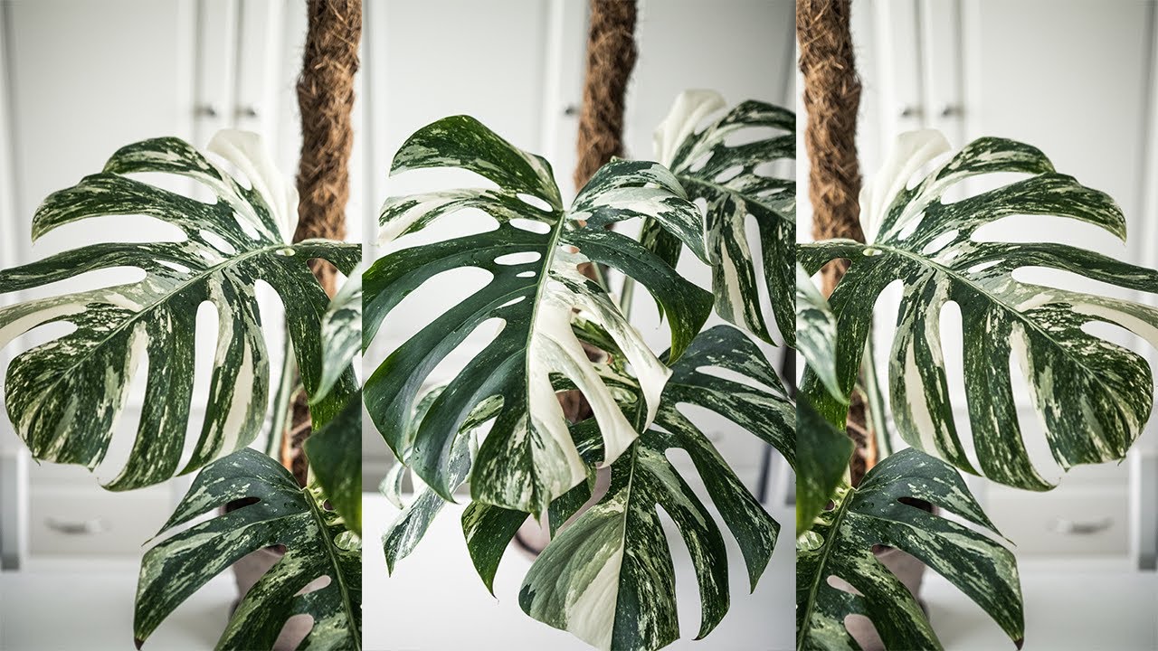 Planterar om min stora Monstera Variegata