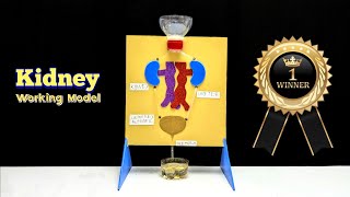 School Science Projects || Kidney Working Model 