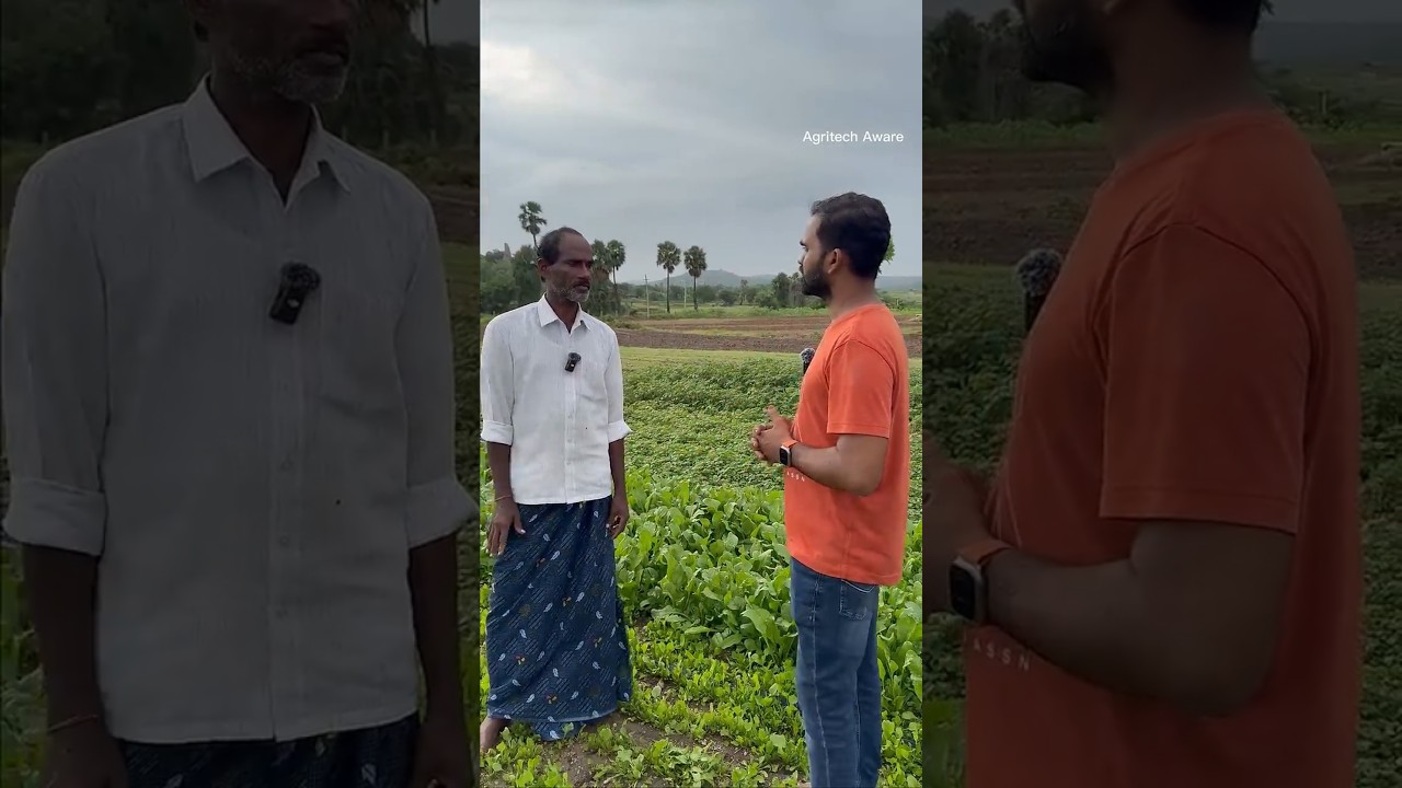 Leafy vegetables Farming and Cultivation  ఆకు కూరలు 