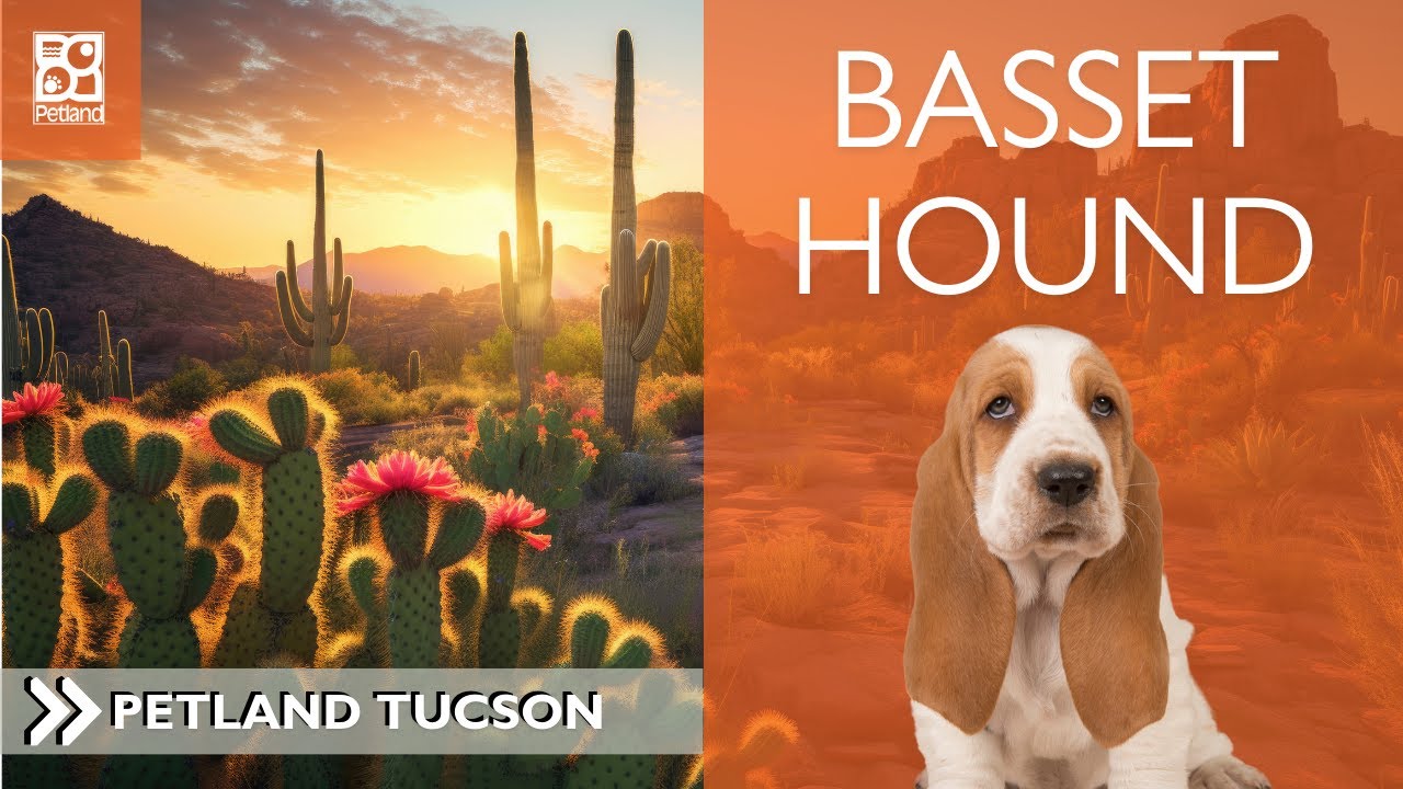 Basset Hound: Pawsitively Fascinating 101 Breed Facts