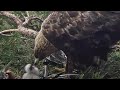 Kaljukotkas::Golden Eagle~What a strong eaglet 🥰~1:51 p.m. 2024/04/26