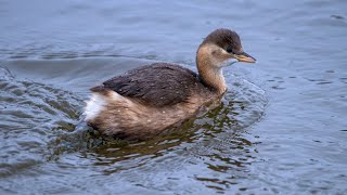 Малая поганка зимует на Днепре. Tachybaptus ruficollis. Птицы Беларуси.