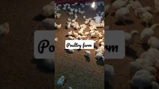 poultry murig poultry farm business plan #short#farm#chicken#murgi#poultry#short