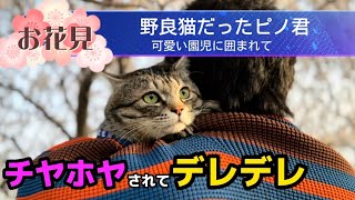 【野良猫だったピノくんが可愛い園児に花見で人気者に】【500人突破記念皆さまありがとう動画】#保護猫 #花見 #猫 #cat