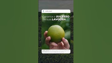 Laranja: Florada Stimulate