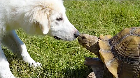 Tortoises chasing cats and dogs - Funny animal compilation