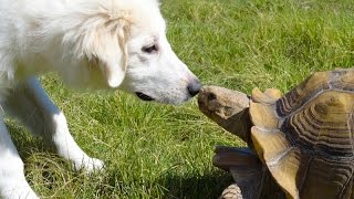 Tortoises chasing cats and dogs - Funny animal compilation