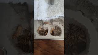 they have so many seeds #ants #nest #cute #bughotel #hopeyou #insects #terrarium