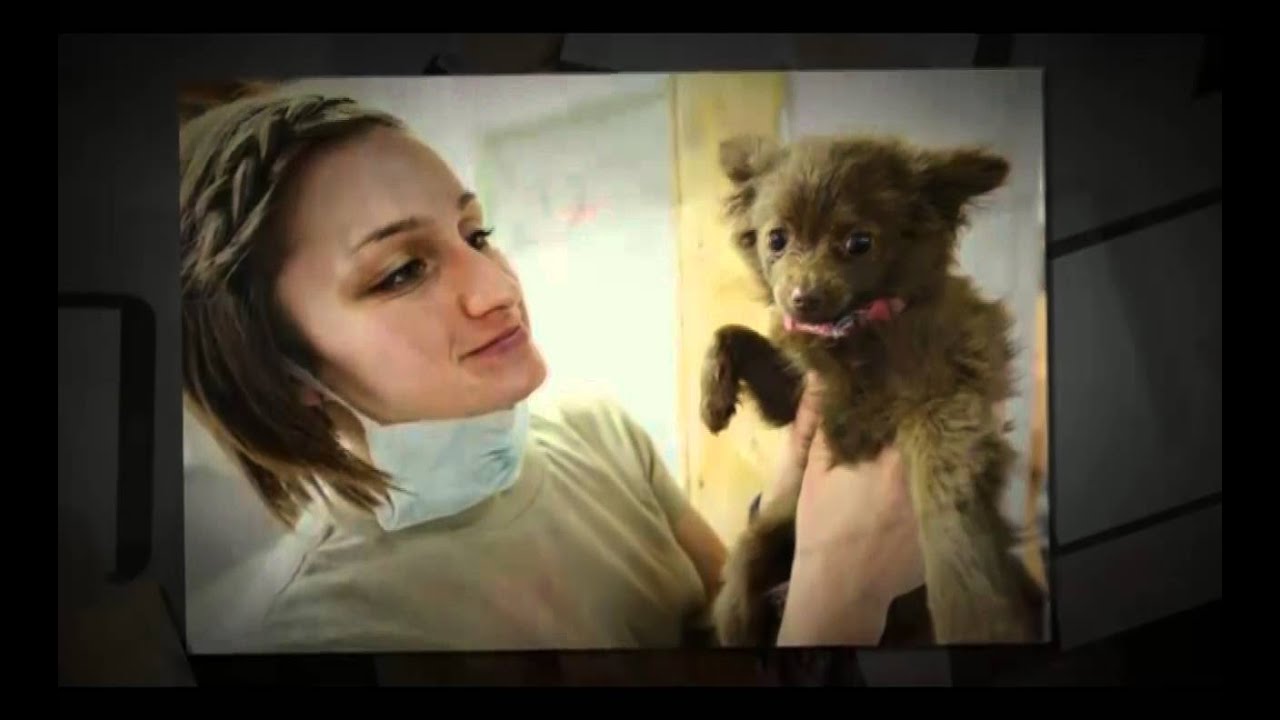 Emergency Vet Austin Premium Emergency Pet Care YouTube