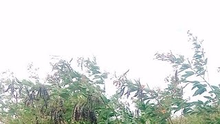 Sunday Harvest ,Come Lets Kolola Nandolo