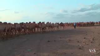 Mobile App Helps Maasai Cattle Herders in Kenya screenshot 4