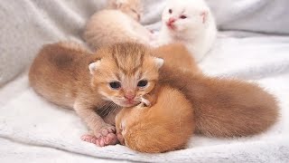 All tiny kittens have opened their eyes and are moving their limbs so cutely