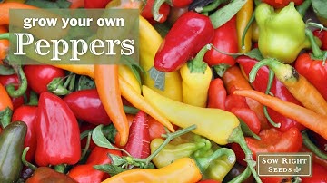 Starting Peppers from Seed - Tips for Success