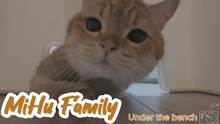 [Cats Diary] Under the bench ｜Daily Records, Chill Music, Background, Work, Sleep, Cat Videos, Cats by Mihu family Take a break 80 views 1 month ago 15 minutes