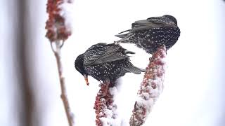 Relaxing Beautiful Music, Peaceful Instrumental Music in video in 4k,  Winter's Calm  by Tim Janis