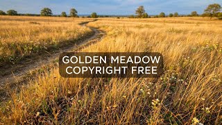Golden Meadow 🌾 Gentle Wind & Nature Ambience | Copyright Free