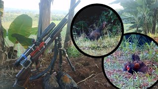 Berburu Ayam Hutan. Spot Teristimewa Sepanjang sejarah Perburuan Ayam Hutan Hijau 😄