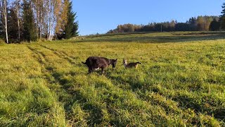 картинка: Начало октября в деревне.