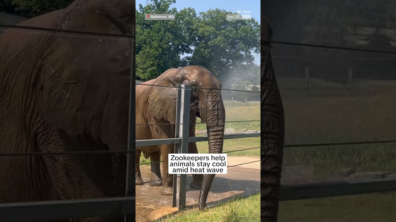 Zookeepers help animals stay cool amid heat wave Zookeepers help animals stay cool amid heat wave