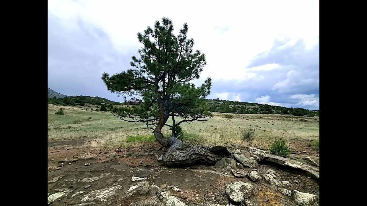61 Red Tail Court Video Tour Vacant mountain land in Colorado YouTube 61 Red Tail Court Video Tour Vacant mountain land in Colorado YouTube