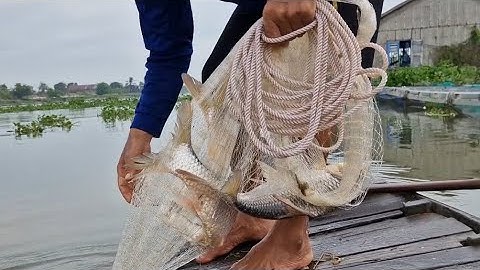 tổng họp chài trúng bầy cá cóc lớn mọi người ơi The fishing meeting hit the big fish everyone