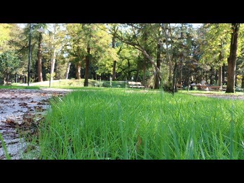 ბოტანიკური ბაღი გახსნამდე ერთი თვით ადრე