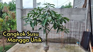 Cangkok Susu Mangga Unik