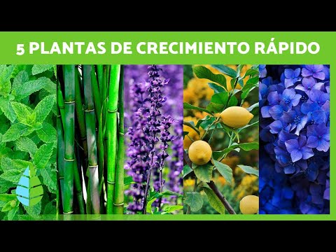 Video: Flores que crecen rápido: ¿Cuáles son algunas flores populares de crecimiento rápido?