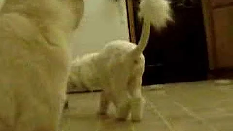 Watch the video about My New Lion - Part 4 (final)