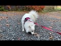 Japanese Spitz walks at Area of Holiday Cottages in Nikko. の動画、YouTube動画。