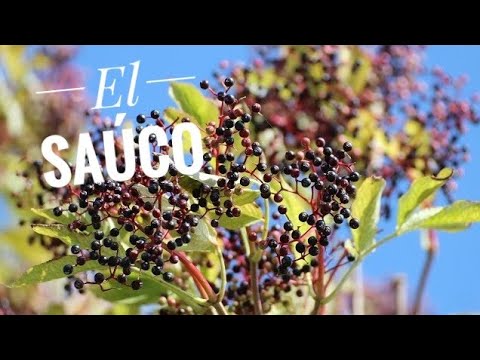 Video: Saúco Negro (57 Fotos): Descripción De Flores Y Frutas, 